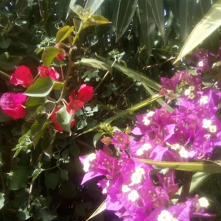 Orotava Vandrerhjem *