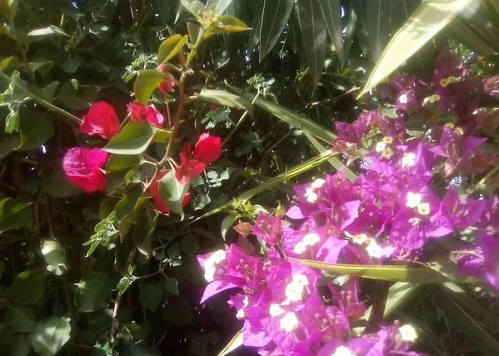 Orotava Vandrerhjem *