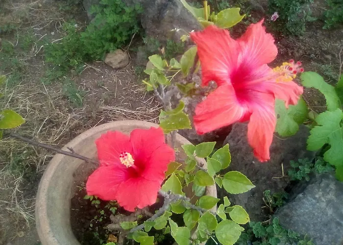 Orotava * 拉奥罗塔瓦